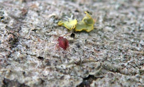 Dicyrtomina ornata